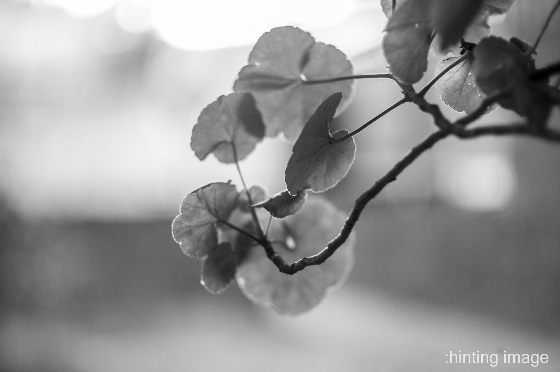 L1000650LR - Edge of Leaves.jpg