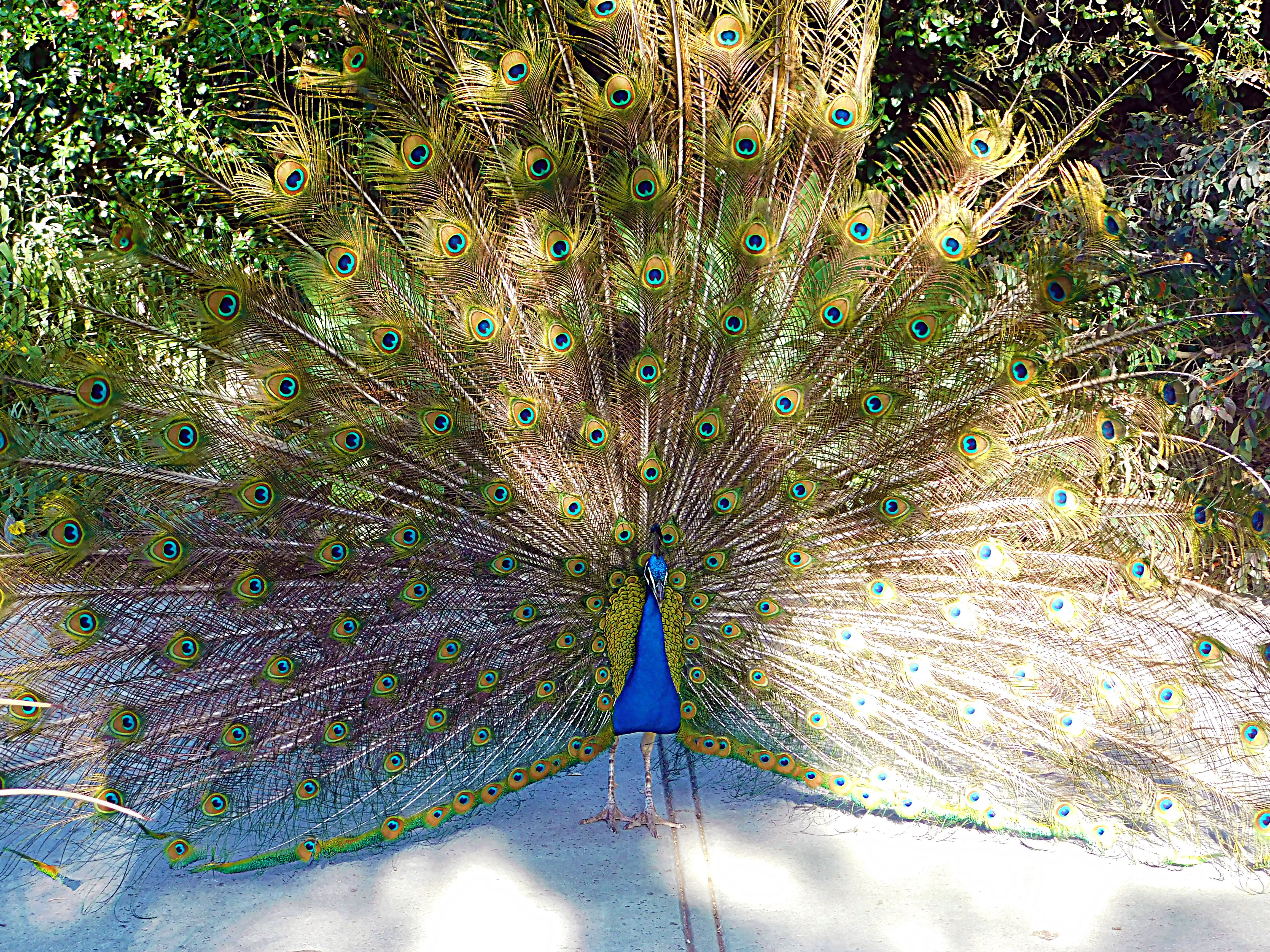 los angeles arboretum, flowers of paradise, birds of paradise, animalphotography, jeronimo rubio (164).JPG