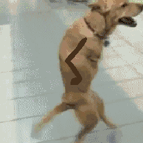 giphy-downsized (20).gif