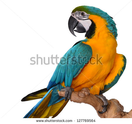stock-photo-macaw-parrot-isolated-on-white-127769564.jpg
