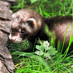 furet-animal-domestique-putois.jpg