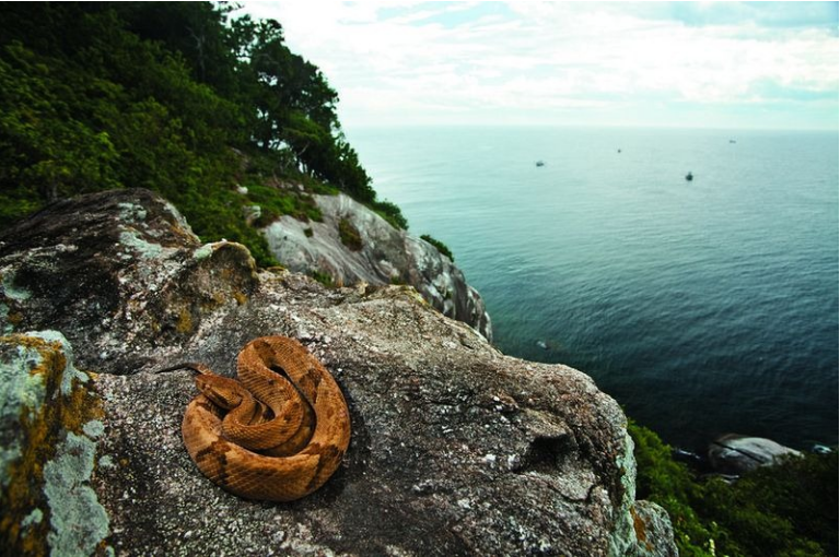 snake island.png