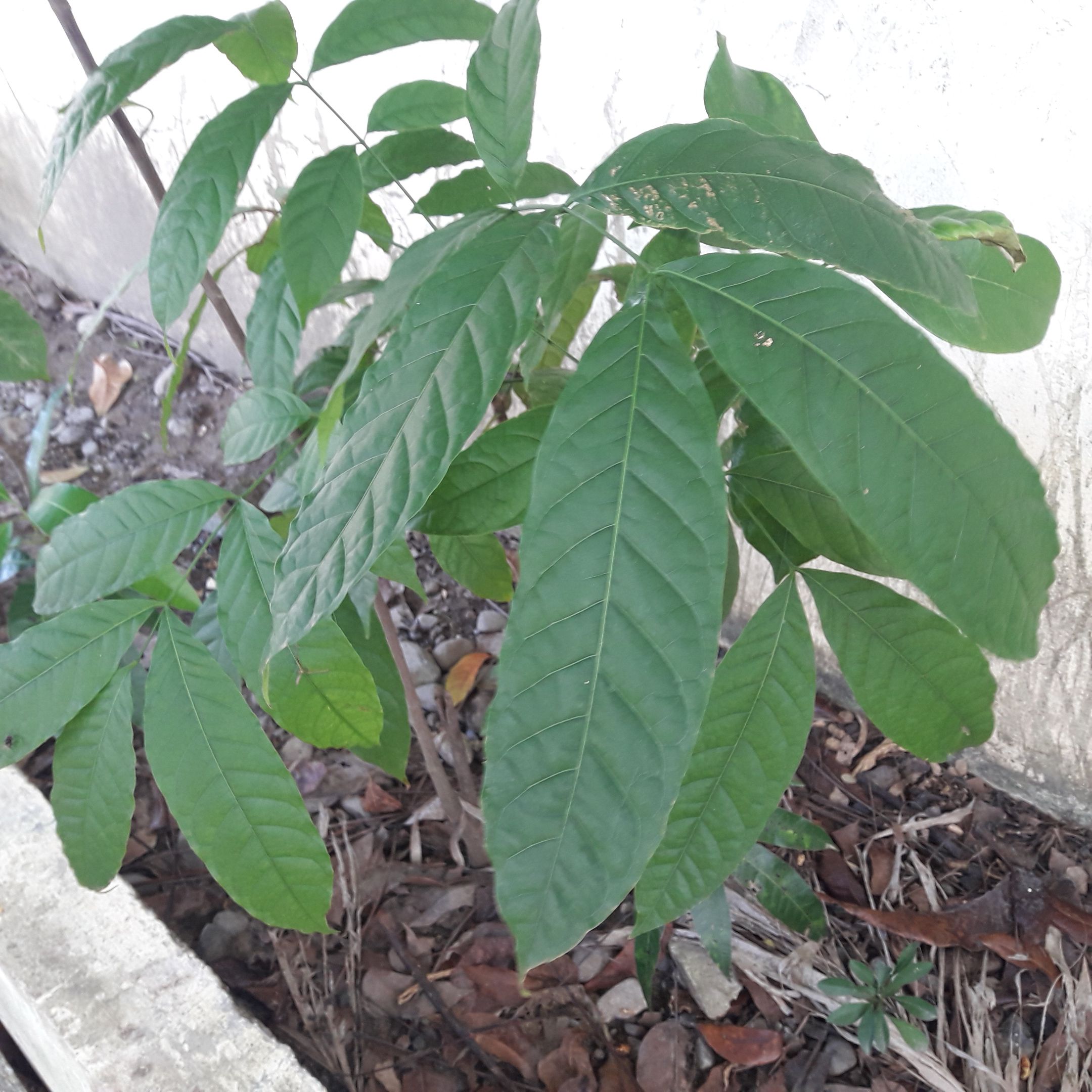 My mahogany plants and trees and planting more — Steemit