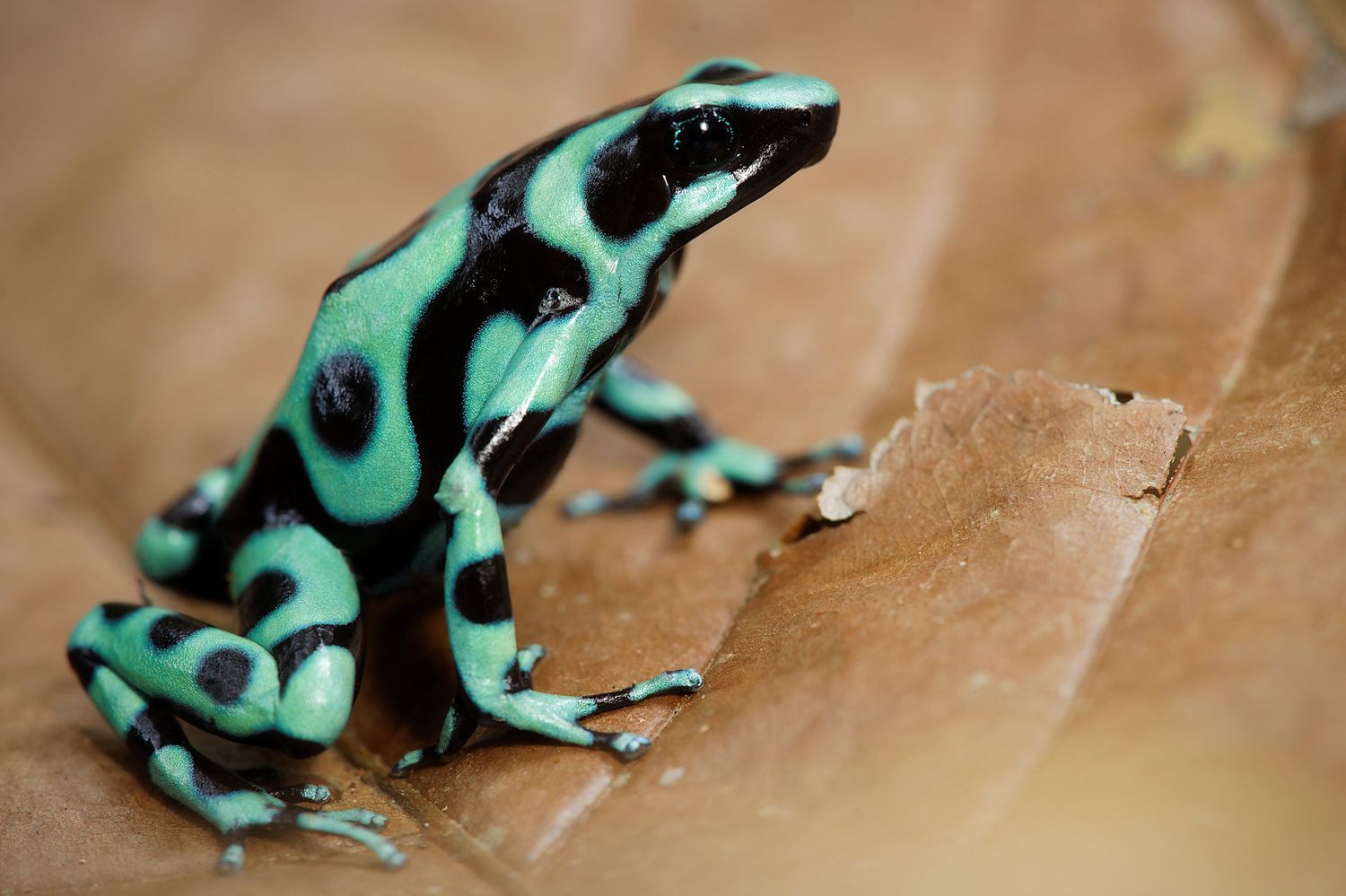 CostaRicaBerroneau-004.jpg