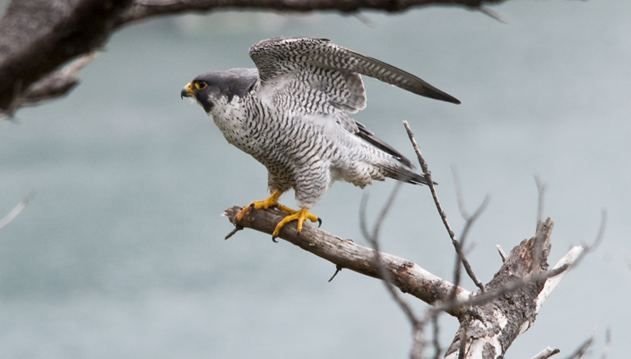 Peregrine-Falcon.jpg