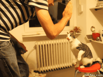 GIF-Bro-cat-doing-high-five.gif