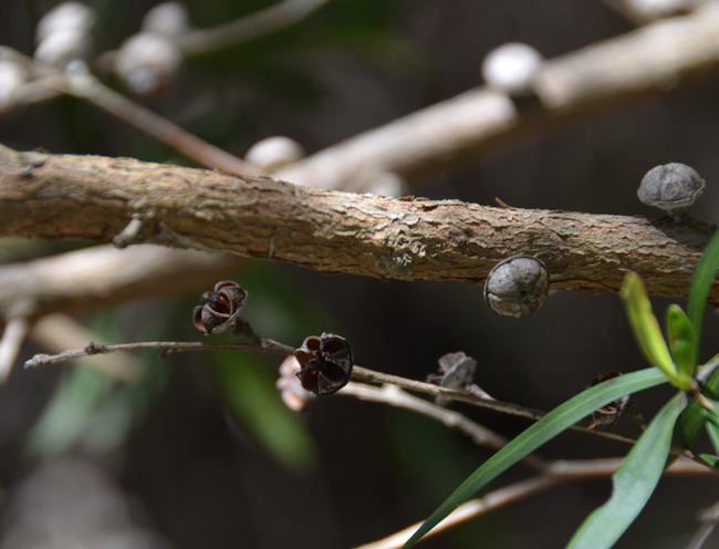 leptospermum-petersonii-fruit-open.jpg