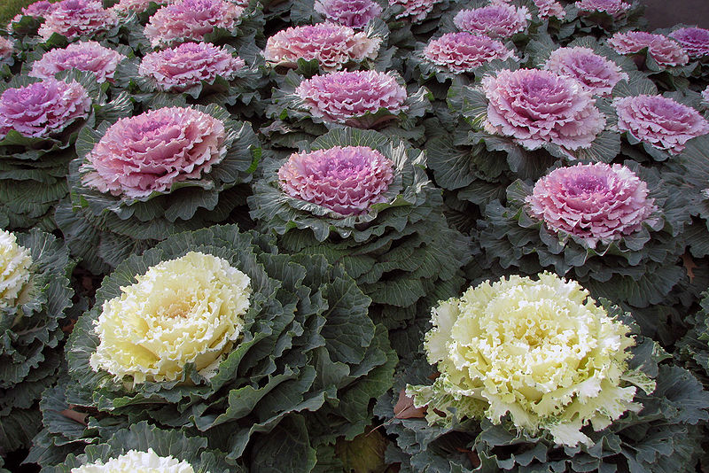 800px-Ornamental_Kale.jpg