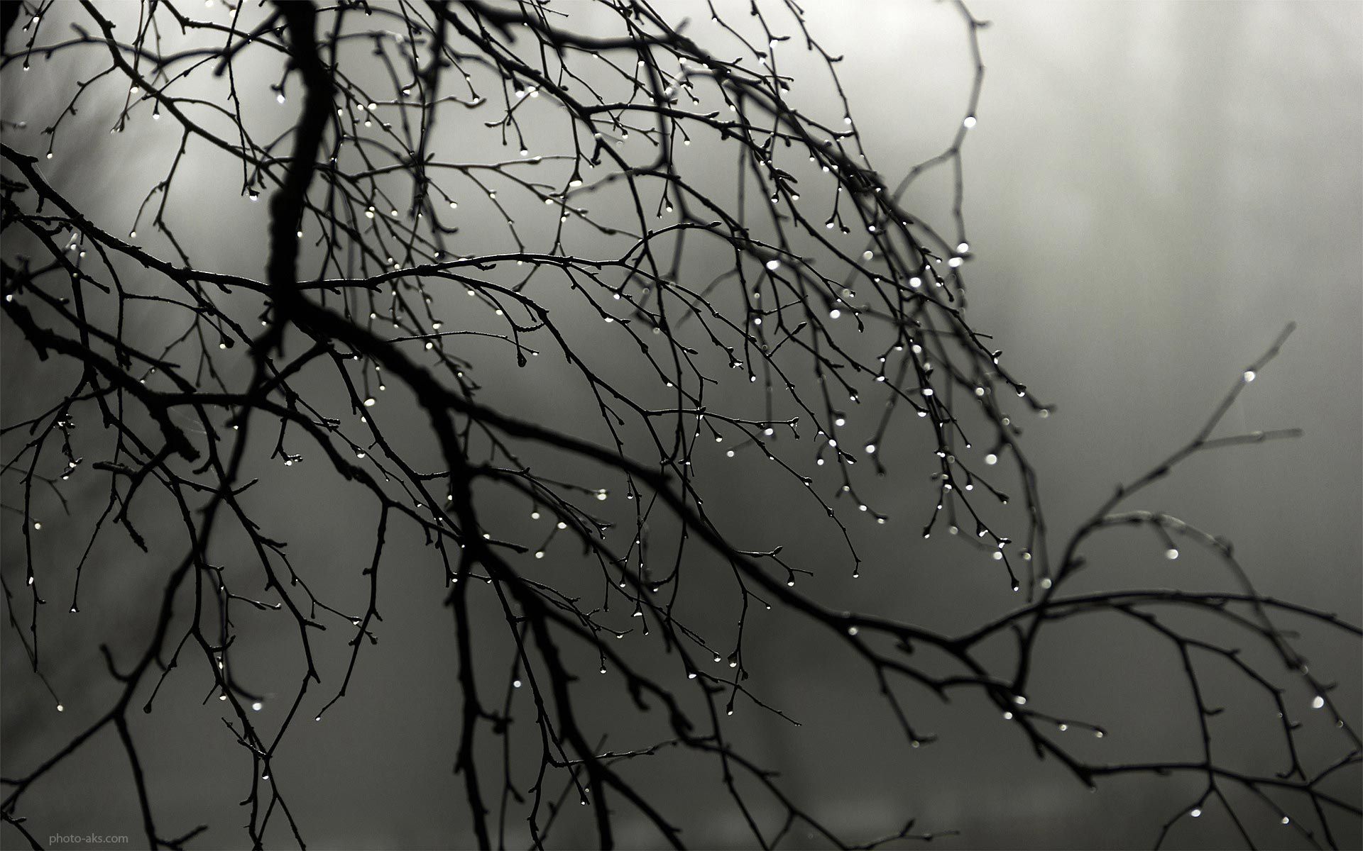 Branch_Rain_Drops.jpg