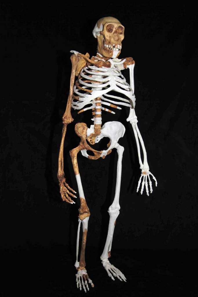 Australopithecus anamensis.jpg