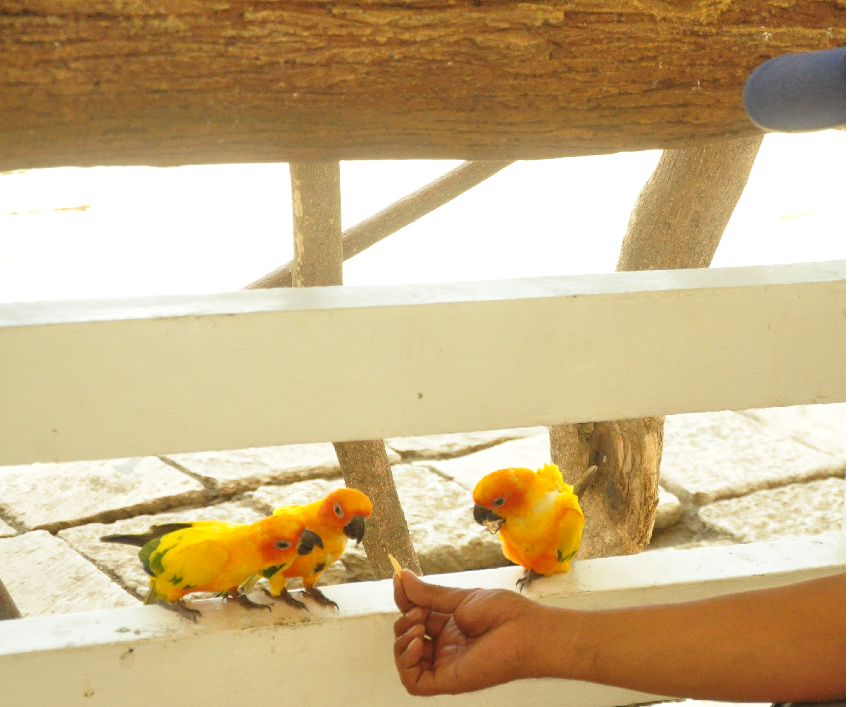 Bird.png