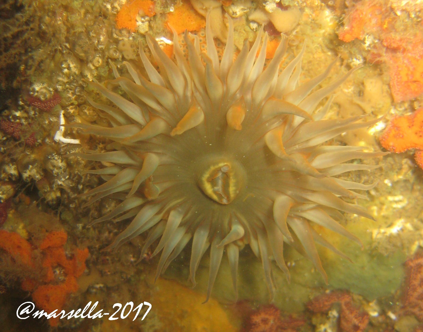 anemonaestrella.jpg