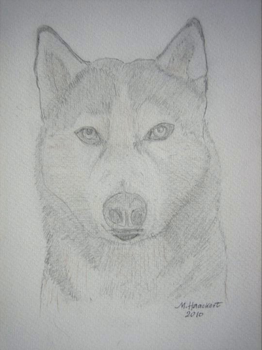 Portrait Siberian Husky Dog Art Print of original pencil drawing by  RussellArt  eBay