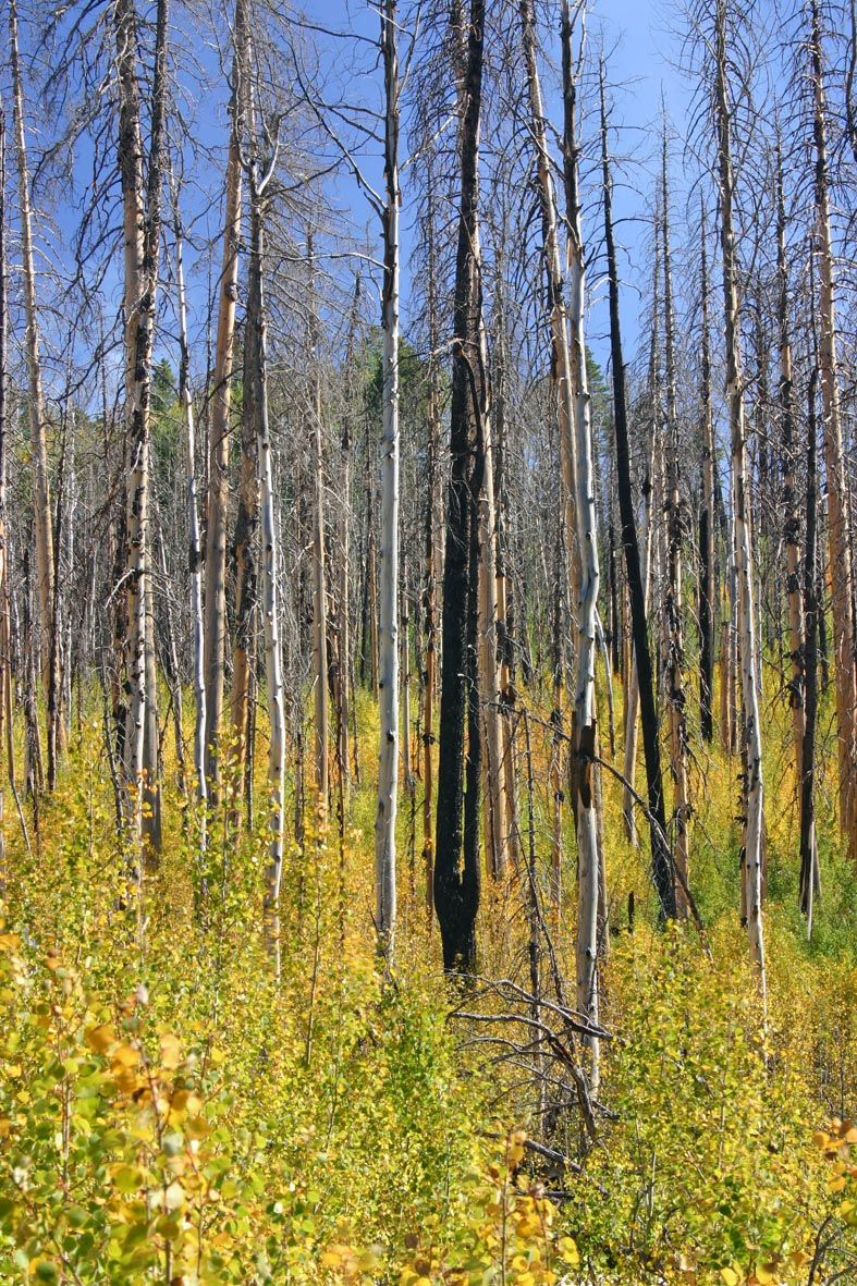 trees in yellow.jpg