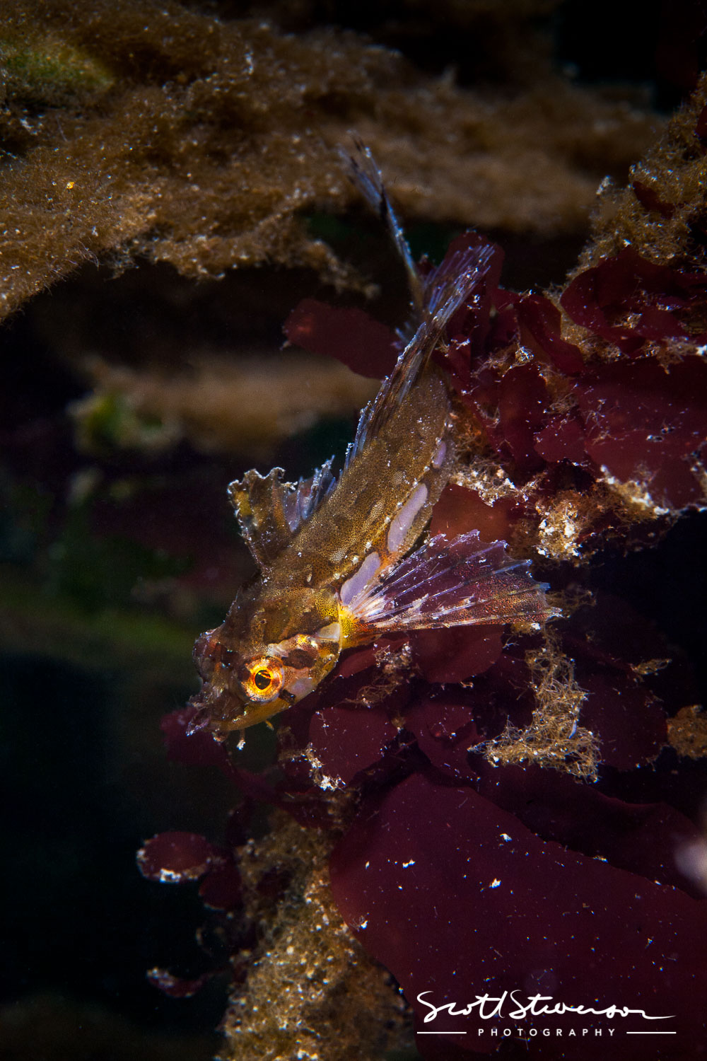 Silverspotted Sculpin-5.jpg
