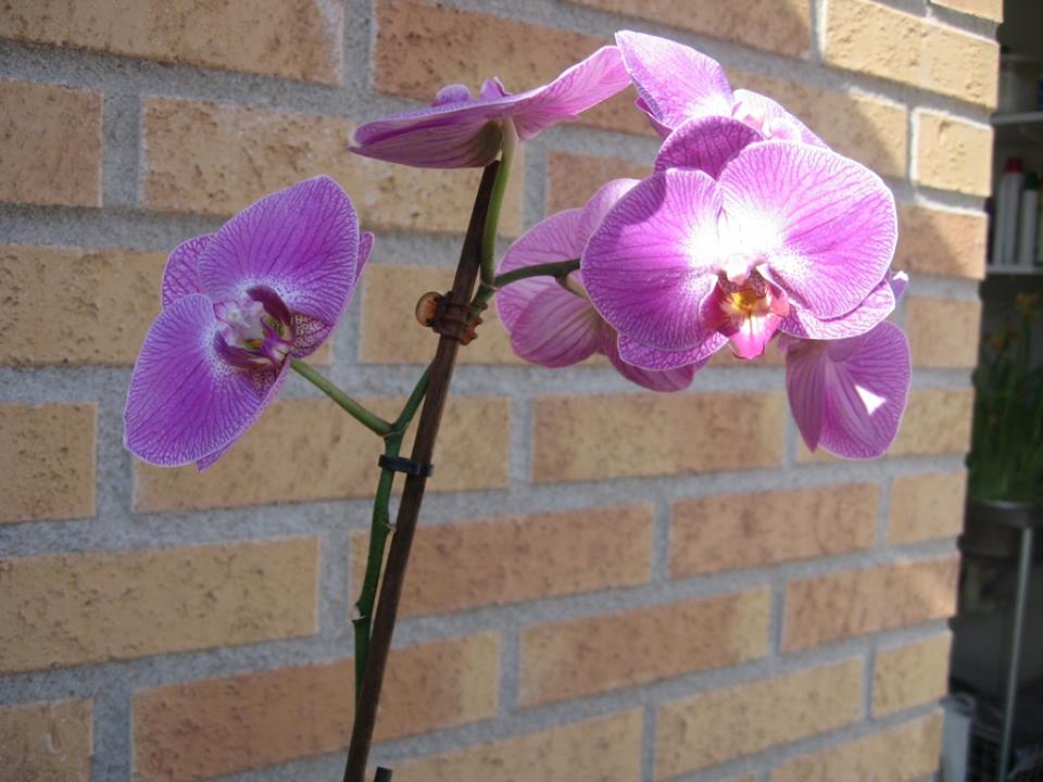 Felnopsis Orchid 3.jpg