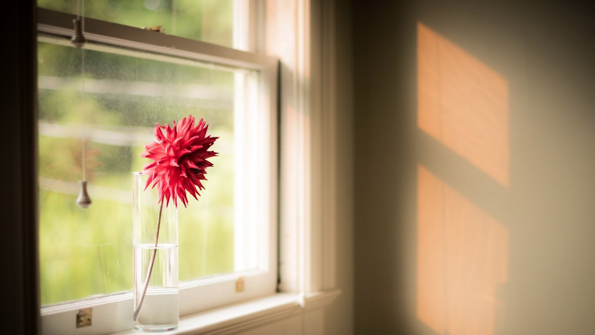 《飞鸟与夏花》每天一首自译飞鸟集（16）- Translate a poem form Stray Birds to Chinese every day