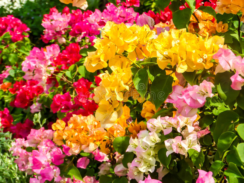 bougainvillea-rainbow-color-garden-green-red-pink-yellow-67255083.jpg