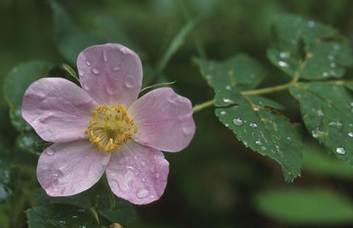 wildrose plant.jpg