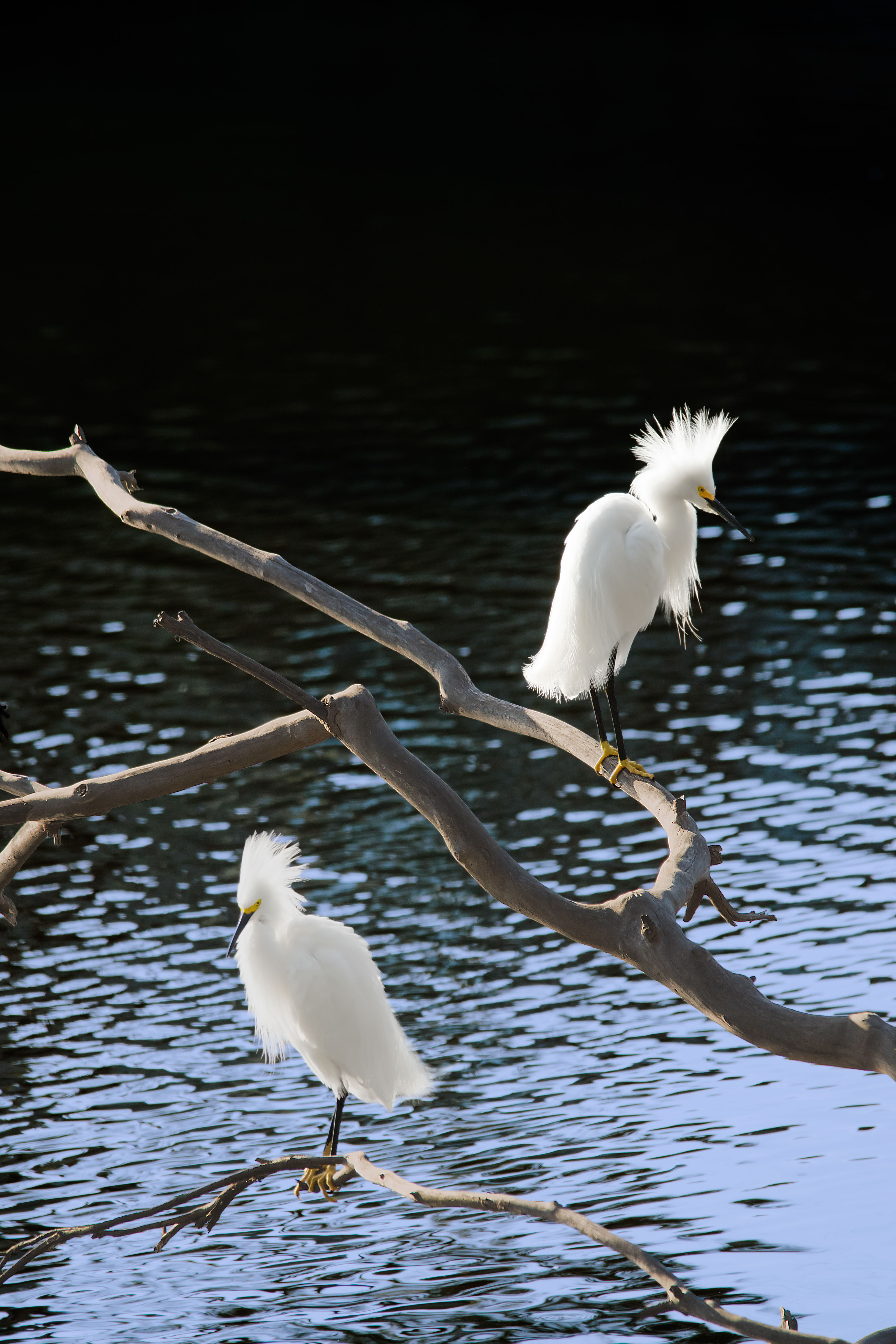 Snowy Egrets on branches V2.jpg