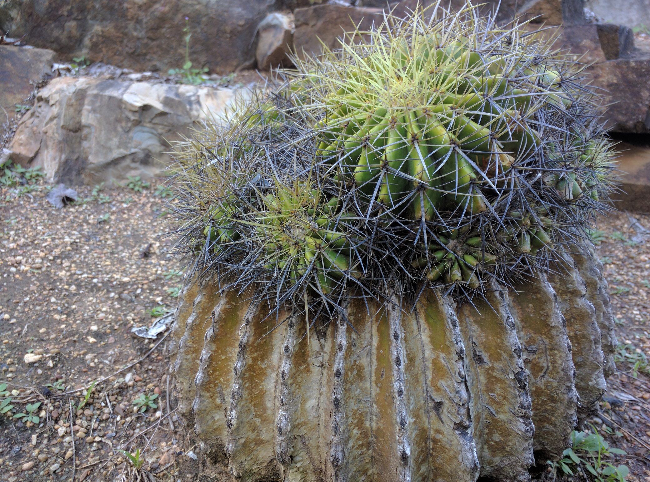 Wide  Ball Cactus