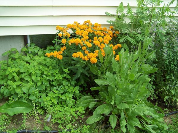 West Herb - lemon balm, pennyroyal, butterfly flower, bible plant, tansy, catmint crop June 2015.jpg