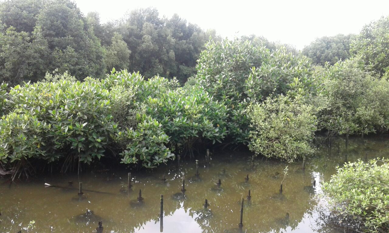Wisata Alam Hutan Mangrove Pantai Indah Kapuk Steemit