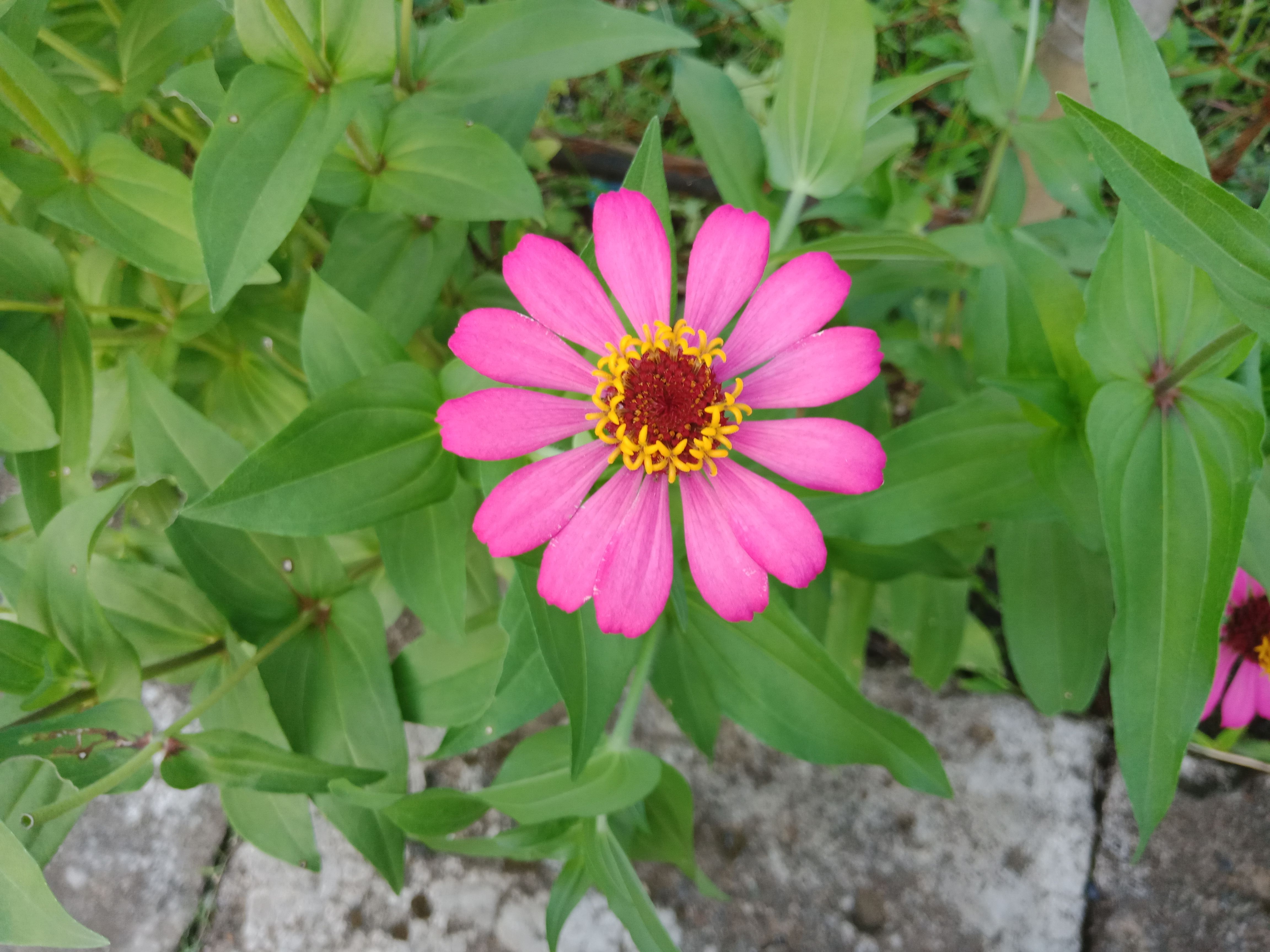 Terkeren 21 Gambar Bunga Di Sore Hari Gambar Bunga Indah