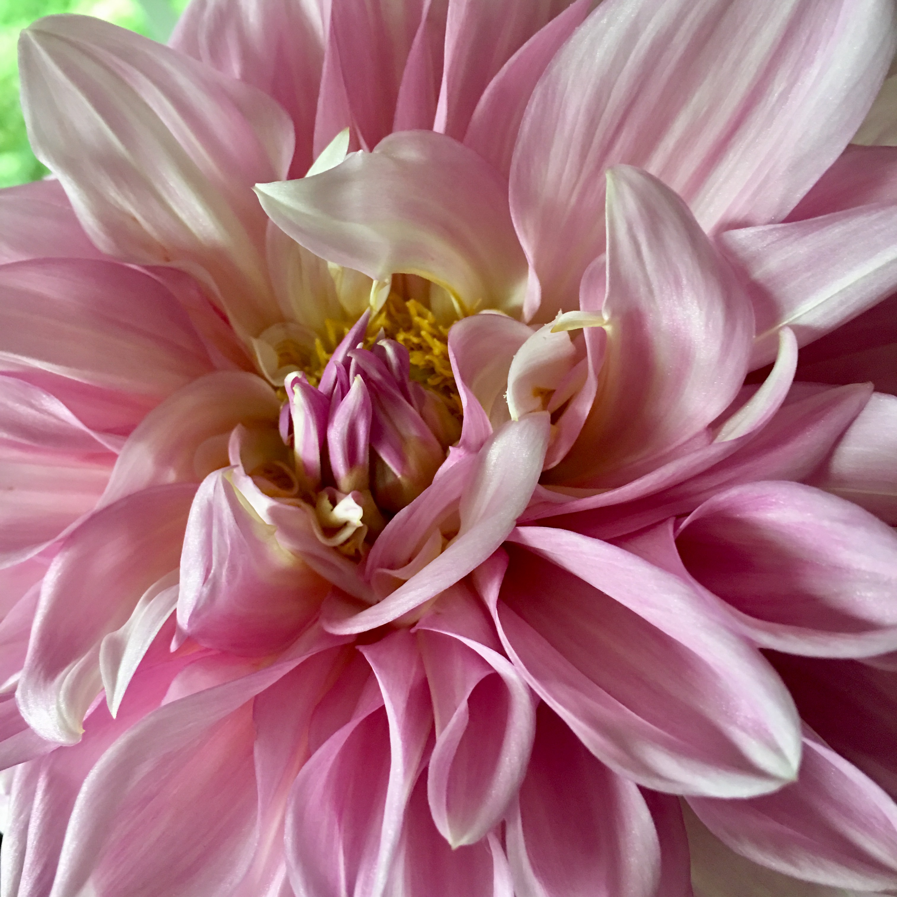 dahlia 3.jpg