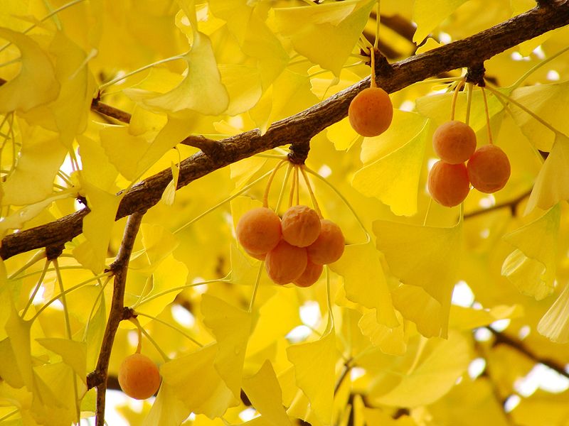 800px-Ginkgo.jpg