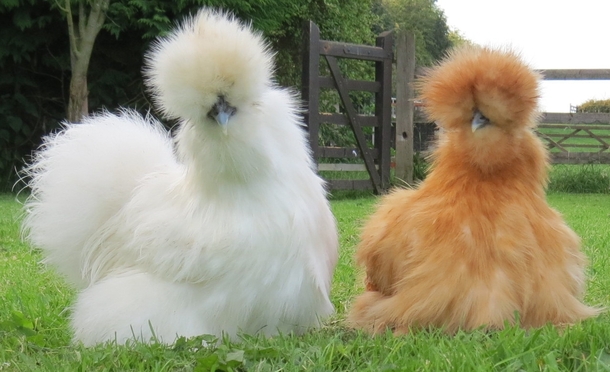 silkie-chickens--30013.jpg