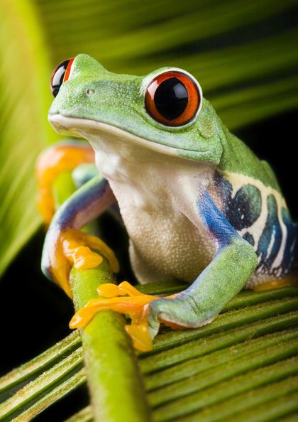 amphibians-2804.jpg
