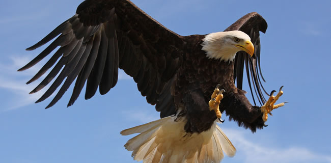 Es el águila el espíritu animal de tu emprendimiento? — Steemit
