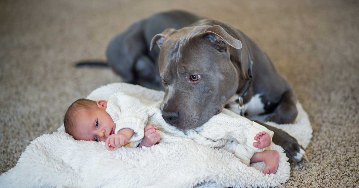 pitbull y niño.jpg