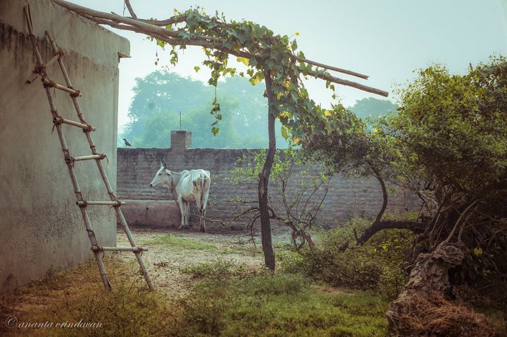 21a0d7806738b072e4eff58f4721c12c--krishna-farm-house.jpg