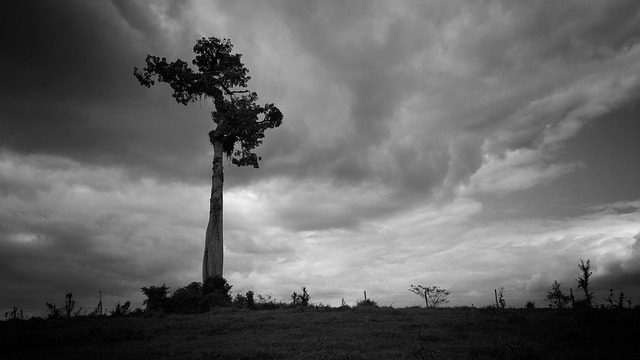 maxpixel.freegreatpicture.com-Black-And-White-Clouds-Tree-Fence-Lonely-2903256.jpg