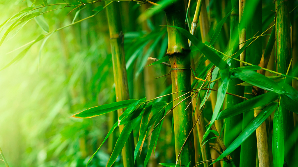 filosofi-pohon-bambu.jpg