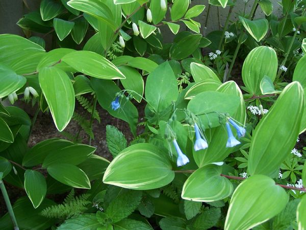 New North - Virginia bluebells crop May 2018.jpg