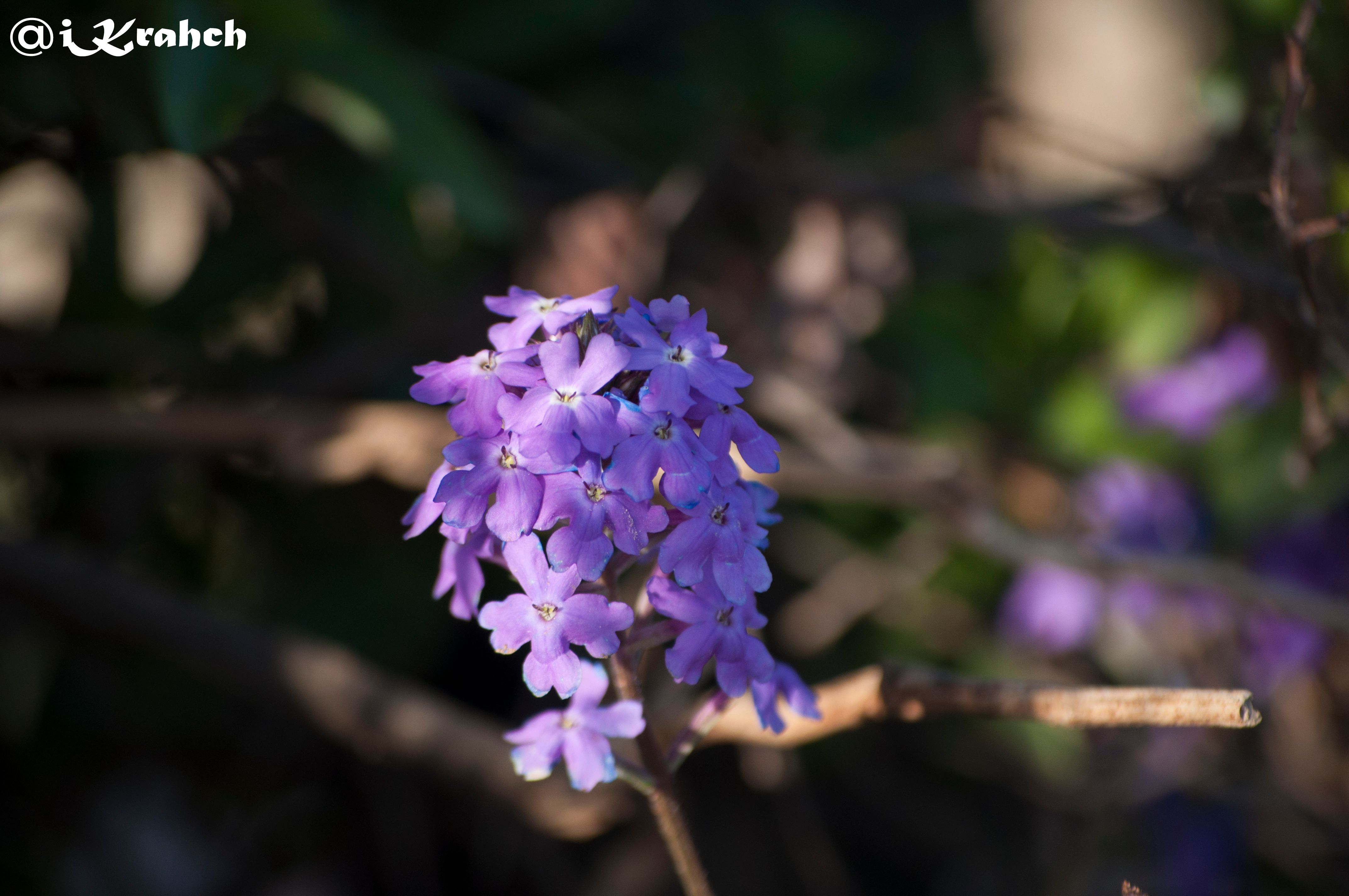 Purple Flower Day.jpg