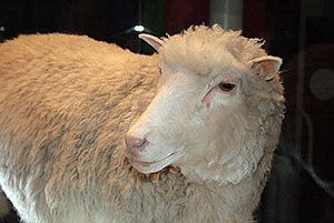 800px-Dolly_face_closeup.jpg