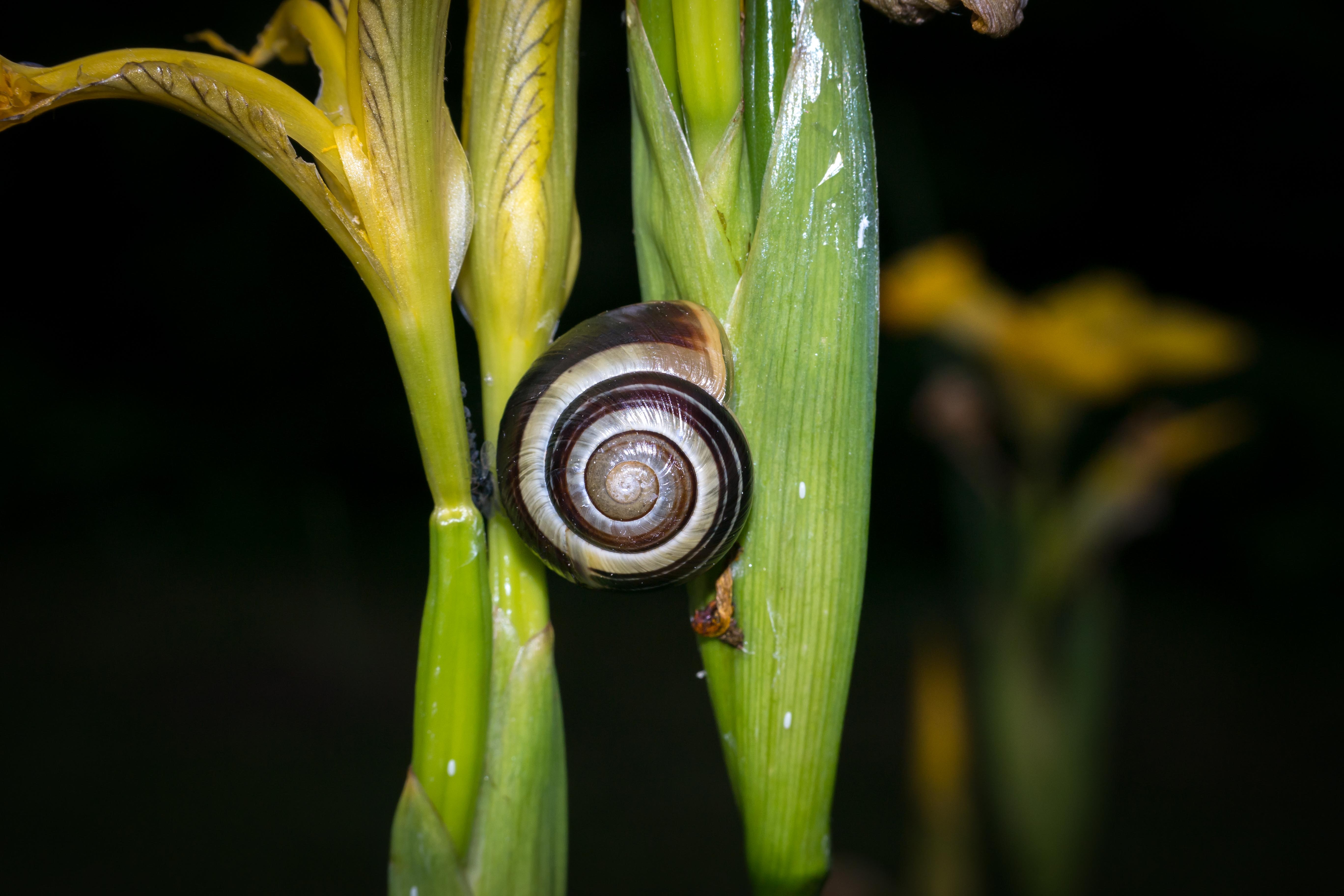 snail-776313.jpg