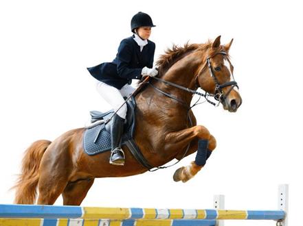 horse1.jpg
