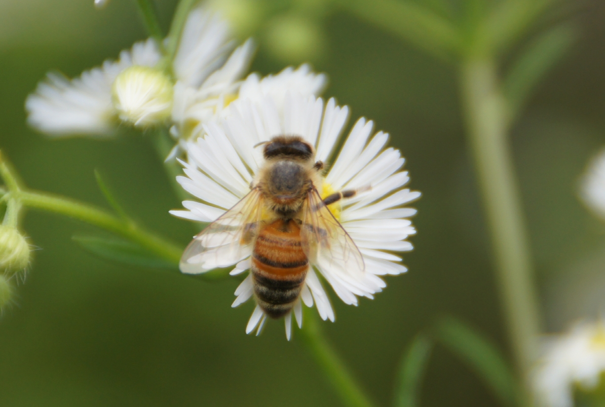 bee111_00009.jpg