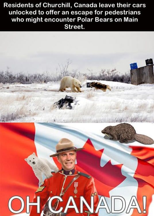 cool-Canada-flag-polar-bear.jpg