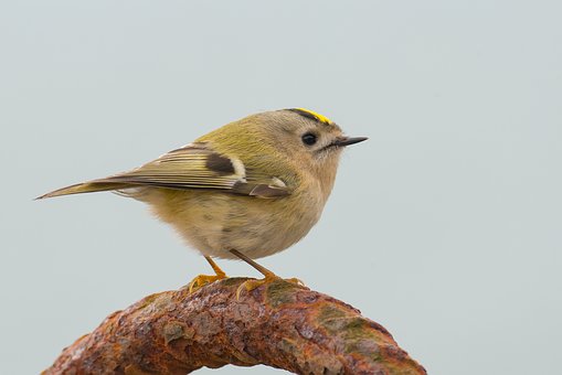 Little King, The goldcrest is called the king of the birds…