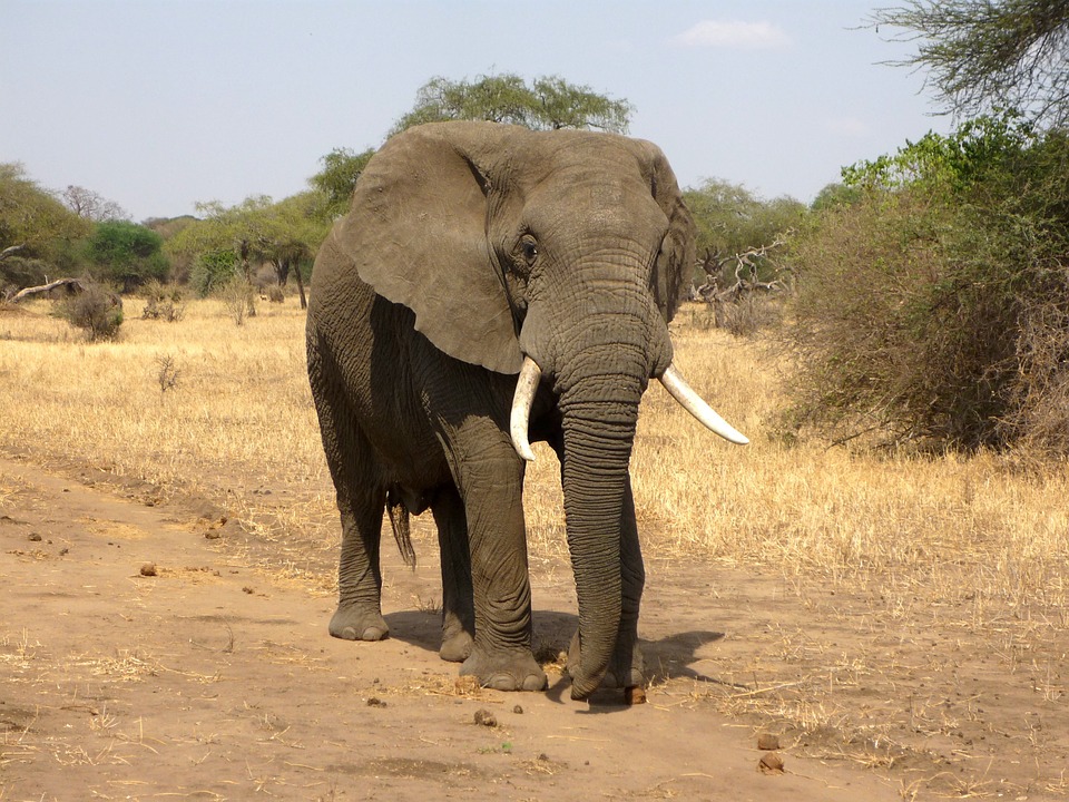 Savannah-Elephant-African-Bush-Elephant-Africa-114543.jpg
