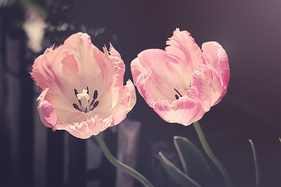 tulips-3339416_960_720.jpg