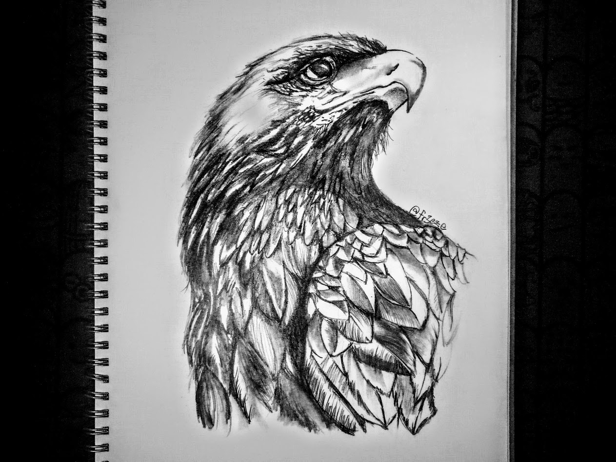 Drawing contest of Animal: Eagle 动物绘画比赛：老鹰
