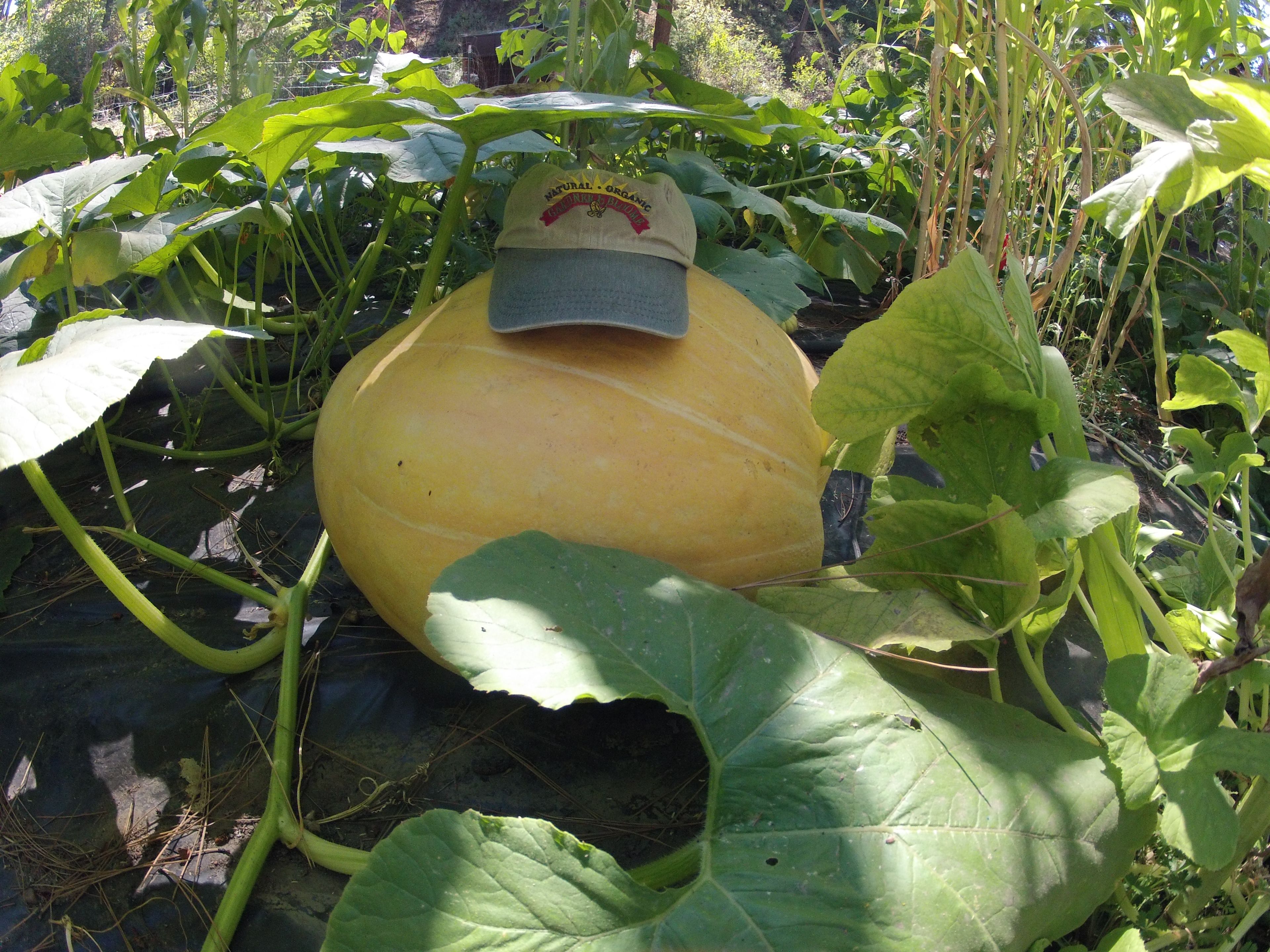 Artificially Inseminating My Giant Pumpkin Squash StepbyStep Of Th