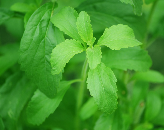 PROPIEDADES-MEDICINALES-STEVIA.png